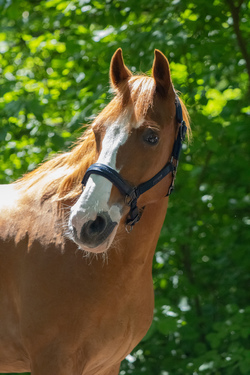 Rudi